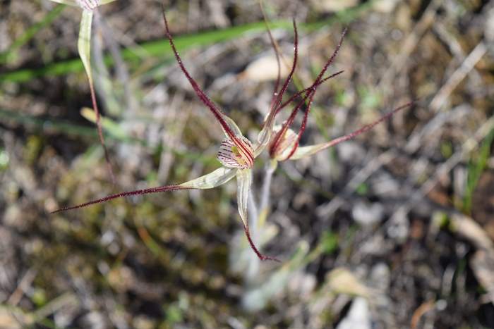 Caladenia Spider orchid-0003.JPG